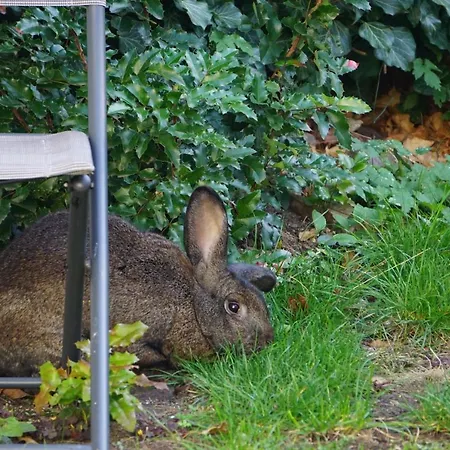Guest house Zum Birnbaum *