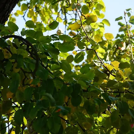 Zum Birnbaum Guest house