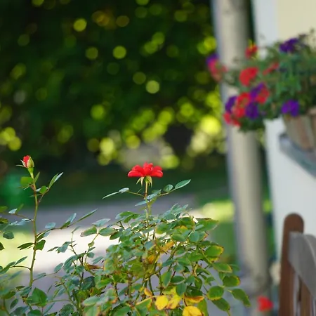 Guest house Zum Birnbaum *