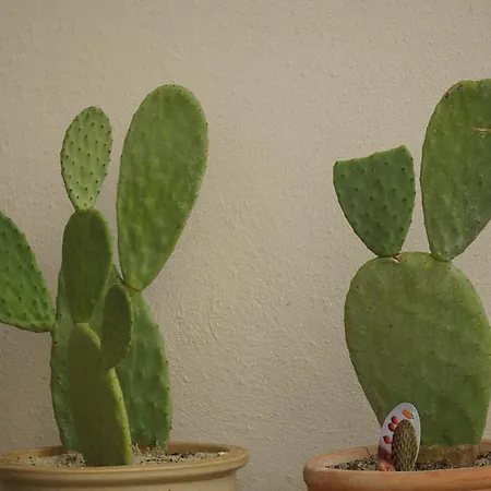 Zum Birnbaum * Brandenburg (Brandenburg an der Havel)