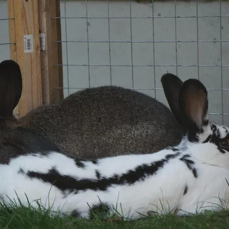 Pensjonat Zum Birnbaum *