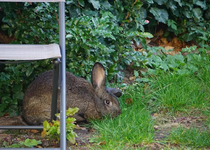 Guest house Zum Birnbaum *
