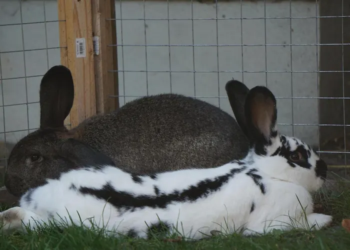 Guest house Zum Birnbaum *